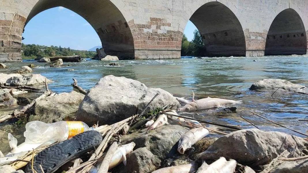 Ceyhan Nehri’nde Balıklar Telef Oldu: Mahalle Kokuyor, Nehir Ölüyor! 2